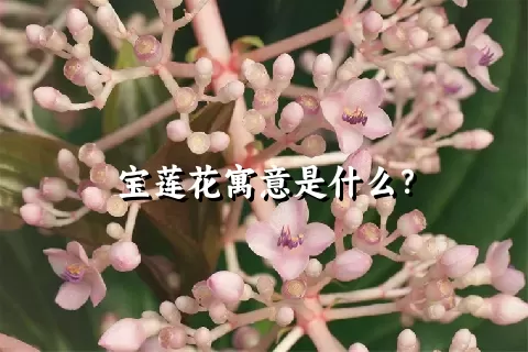 宝莲花寓意是什么？