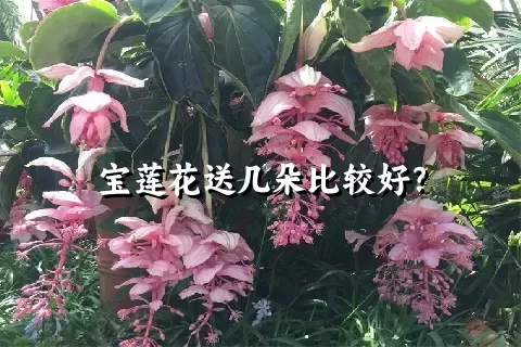 宝莲花送几朵比较好？