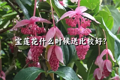 宝莲花什么时候送比较好？