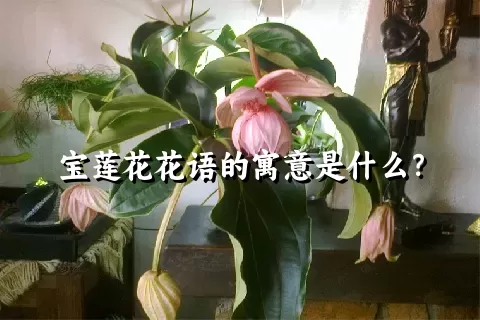 宝莲花花语的寓意是什么？