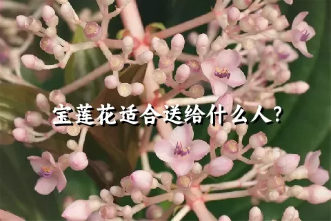 宝莲花适合送给什么人？