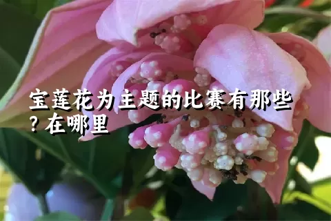 宝莲花为主题的比赛有那些？在哪里