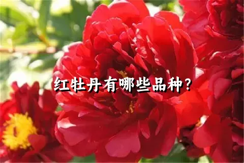 红牡丹有哪些品种？