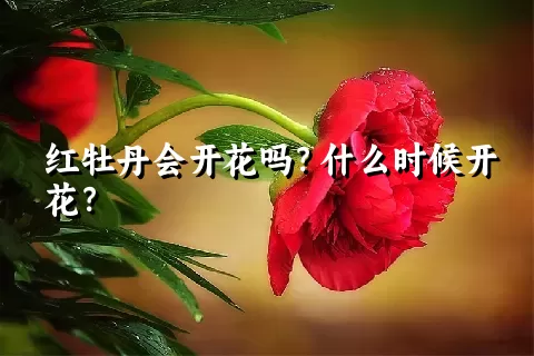 红牡丹会开花吗？什么时候开花？