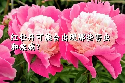 红牡丹可能会出现那些害虫和疾病？