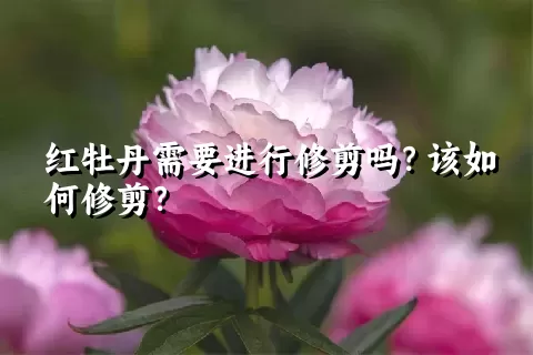 红牡丹需要进行修剪吗？该如何修剪？