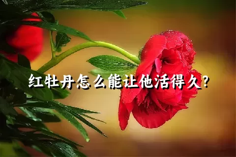 红牡丹怎么能让他活得久？