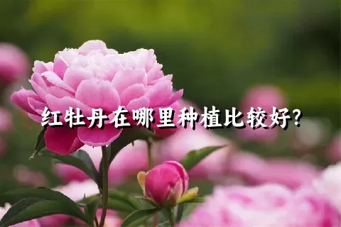 红牡丹在哪里种植比较好？