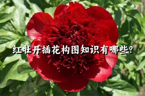 红牡丹插花构图知识有哪些？