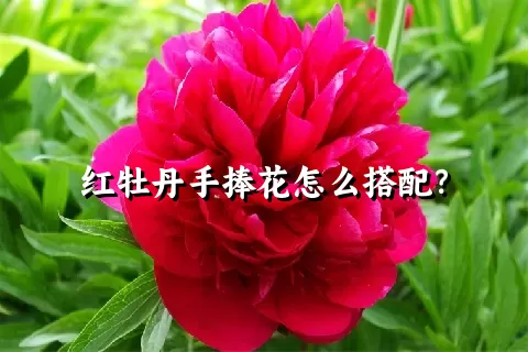 红牡丹手捧花怎么搭配？