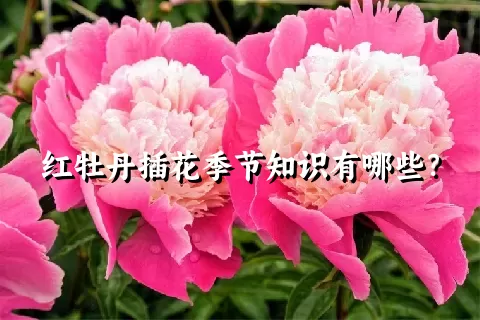 红牡丹插花季节知识有哪些？