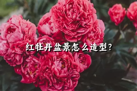 红牡丹盆景怎么造型？