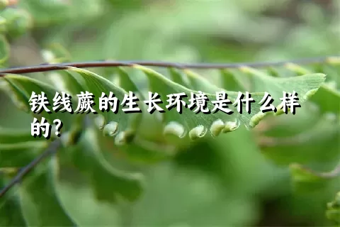 铁线蕨的生长环境是什么样的？