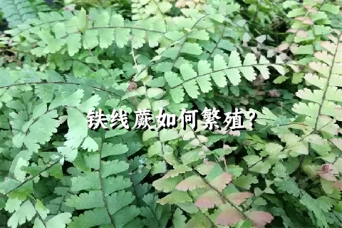 铁线蕨如何繁殖？