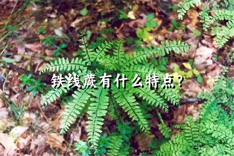 铁线蕨有什么特点？