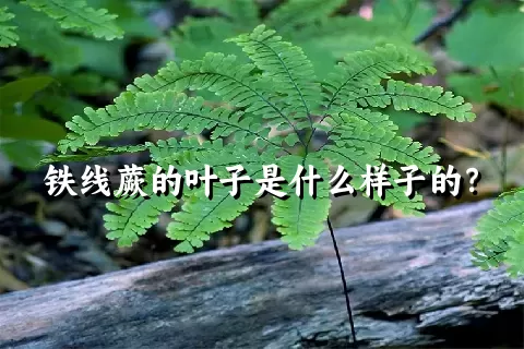 铁线蕨的叶子是什么样子的？