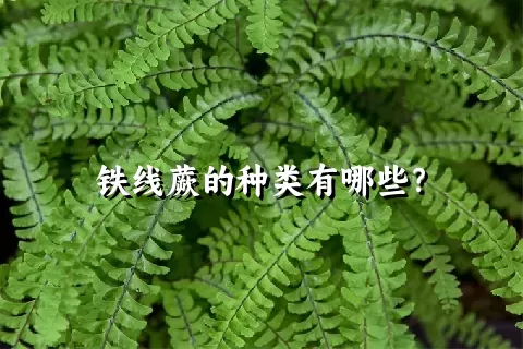 铁线蕨的种类有哪些？