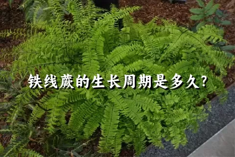 铁线蕨的生长周期是多久？