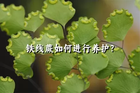 铁线蕨如何进行养护？