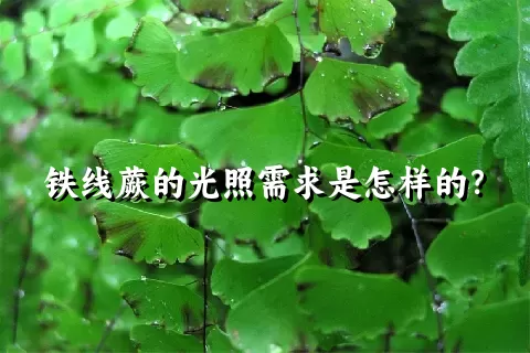 铁线蕨的光照需求是怎样的？