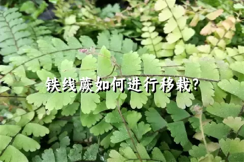 铁线蕨如何进行移栽？