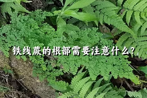 铁线蕨的根部需要注意什么？