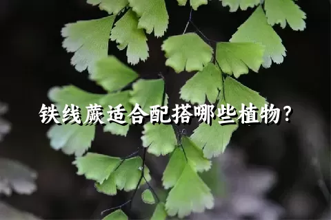 铁线蕨适合配搭哪些植物？