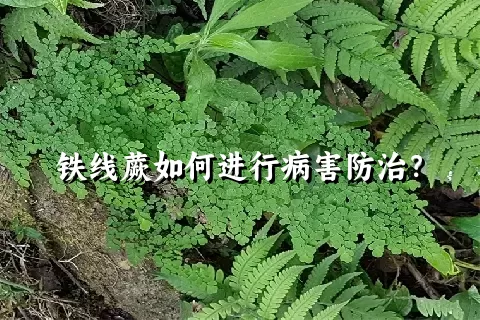 铁线蕨如何进行病害防治？