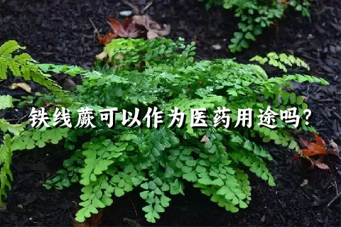 铁线蕨可以作为医药用途吗？