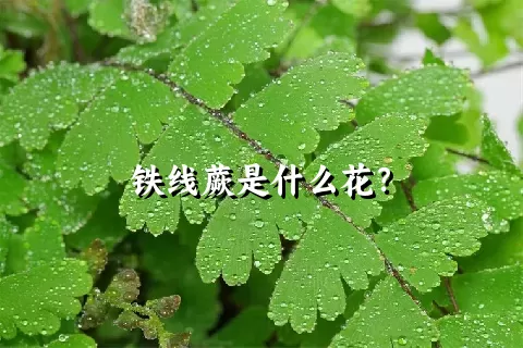 铁线蕨是什么花？