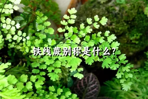 铁线蕨别称是什么？