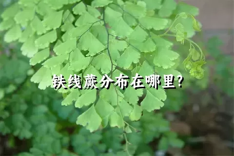 铁线蕨分布在哪里?