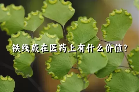 铁线蕨在医药上有什么价值？