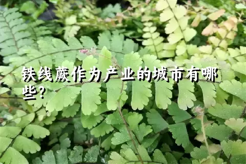 铁线蕨作为产业的城市有哪些？