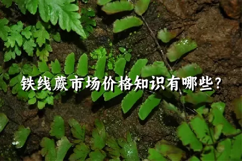 铁线蕨市场价格知识有哪些？