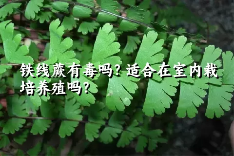 铁线蕨有毒吗？适合在室内栽培养殖吗？