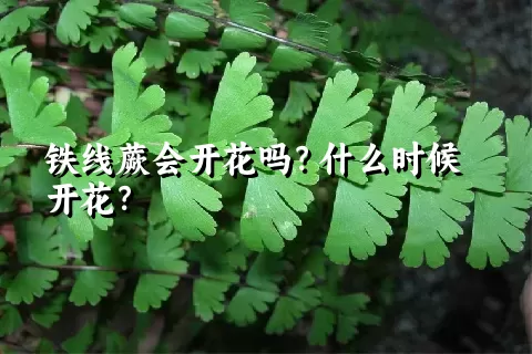 铁线蕨会开花吗？什么时候开花？