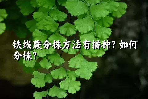 铁线蕨分株方法有播种？如何分株？