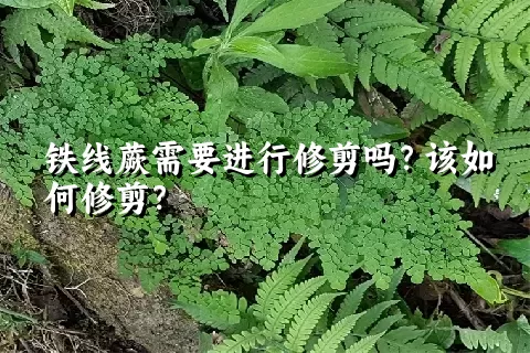 铁线蕨需要进行修剪吗？该如何修剪？