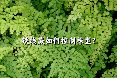 铁线蕨如何控制株型？