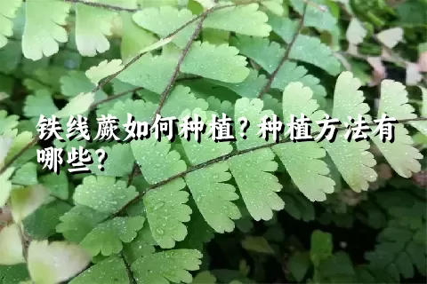 铁线蕨如何种植？种植方法有哪些？