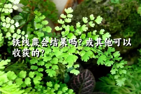 铁线蕨会结果吗？或其他可以收获的？