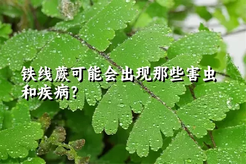 铁线蕨可能会出现那些害虫和疾病？