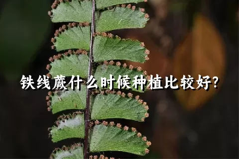 铁线蕨什么时候种植比较好？