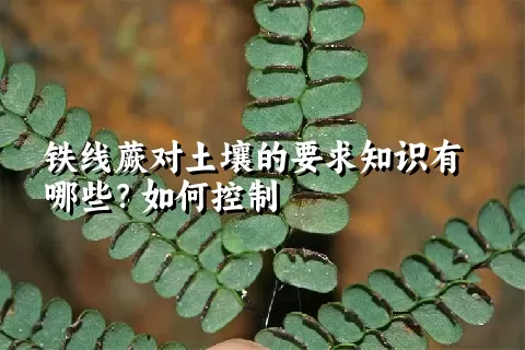 铁线蕨对土壤的要求知识有哪些？如何控制