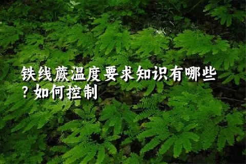 铁线蕨温度要求知识有哪些？如何控制