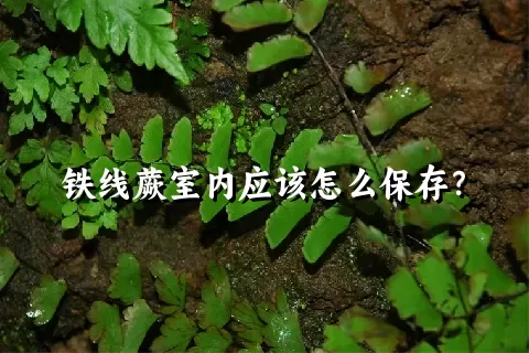 铁线蕨室内应该怎么保存？