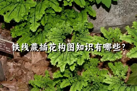 铁线蕨插花构图知识有哪些？