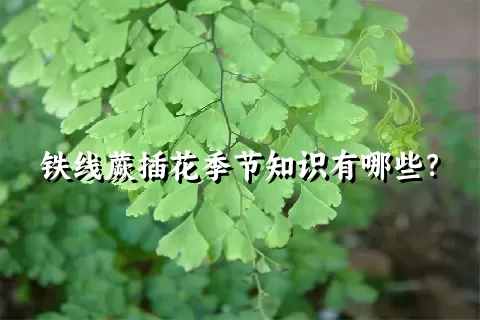 铁线蕨插花季节知识有哪些？