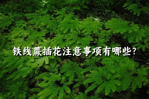 铁线蕨插花注意事项有哪些？